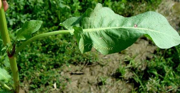  Cauline Leaf (Adaxial View)